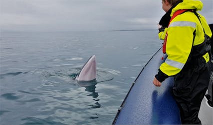 Excursion d’observation des baleines RIB Express au départ de Reykjavik